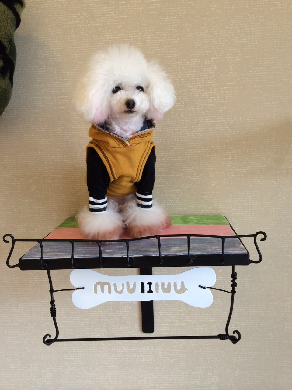 �A�C�A�����[�N���H�[�X�܏Y��